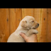 Labrador Retriever - Both