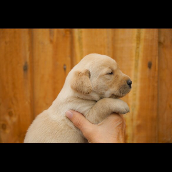 Labrador Retriever - Both