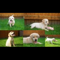 Labrador Retriever - Both