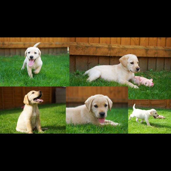 Labrador Retriever - Both
