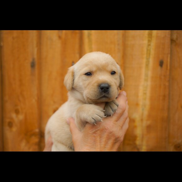 Labrador Retriever - Both