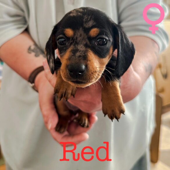 Dachshund (Standard &amp; Miniature) - Both