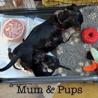 Dachshund (Standard &amp; Miniature) - Both