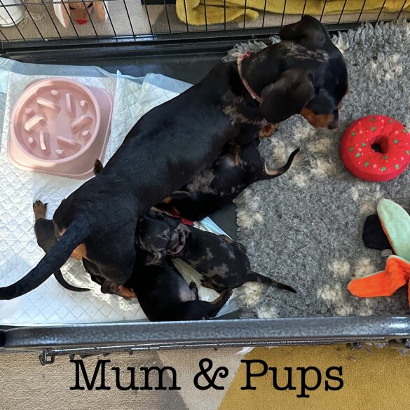 Dachshund (Standard &amp; Miniature) - Both