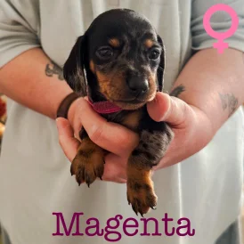 Dachshund (Standard &amp; Miniature) - Both