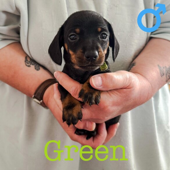 Dachshund (Standard &amp; Miniature) - Both