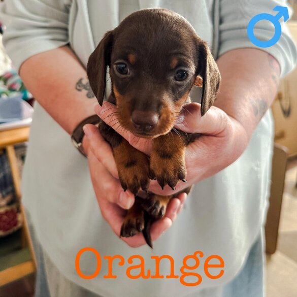 Dachshund (Standard &amp; Miniature) - Both
