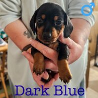 Dachshund (Standard &amp; Miniature) - Both