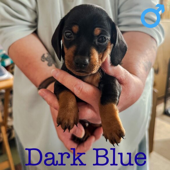 Dachshund (Standard &amp; Miniature) - Both