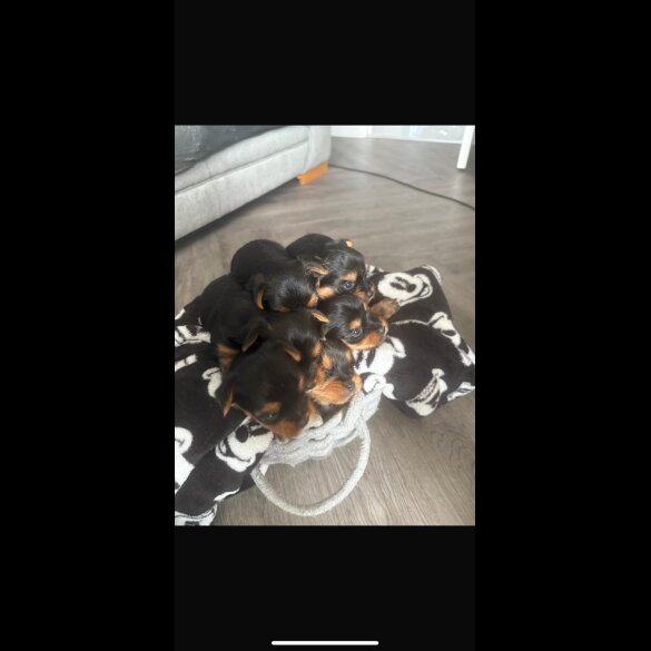 Yorkshire Terrier - Both