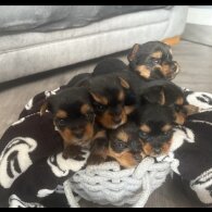 Yorkshire Terrier - Both