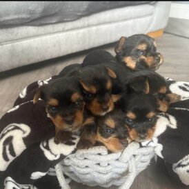 Yorkshire Terrier - Both