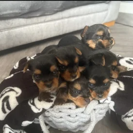 Yorkshire Terrier - Both