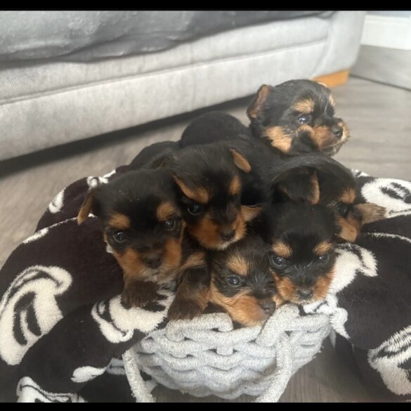 Yorkshire Terrier - Both