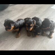 Yorkshire Terrier - Both