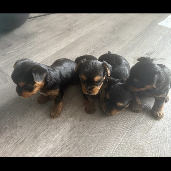 Yorkshire Terrier - Both