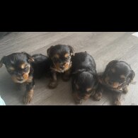 Yorkshire Terrier - Both