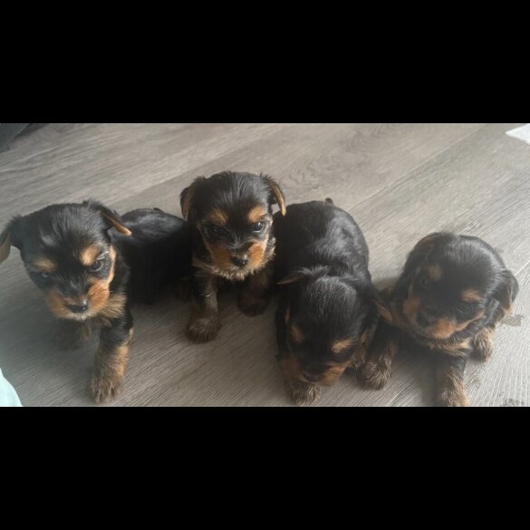 Yorkshire Terrier - Both