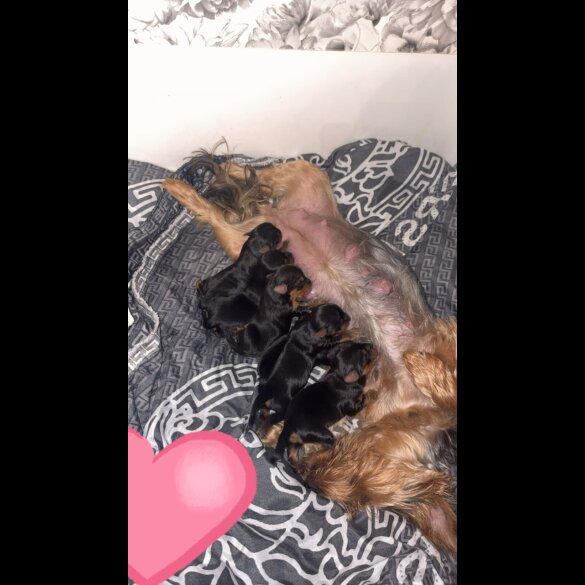 Yorkshire Terrier - Both