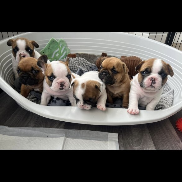 French Bulldog - Both