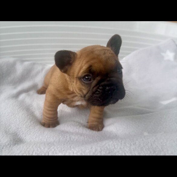 French Bulldog - Both