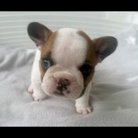 French Bulldog - Both