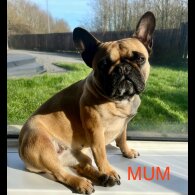 French Bulldog - Both