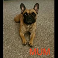 French Bulldog - Both