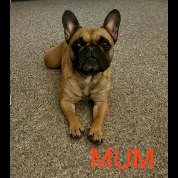French Bulldog - Both