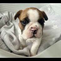 French Bulldog - Both