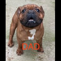 French Bulldog - Both