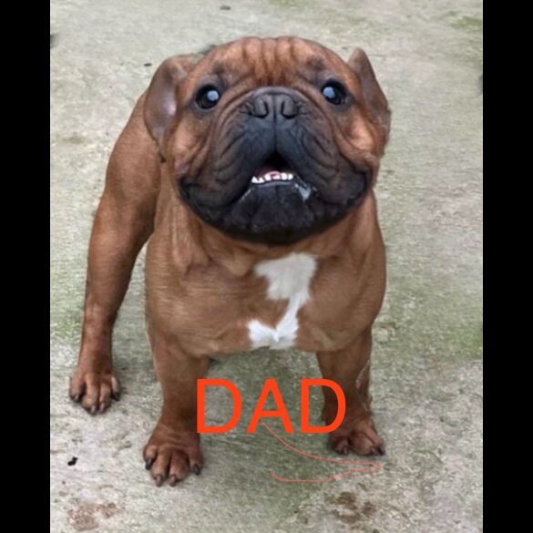 French Bulldog - Both