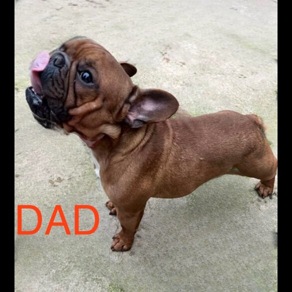French Bulldog - Both