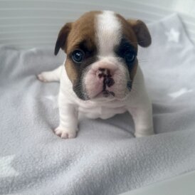 French Bulldog - Both