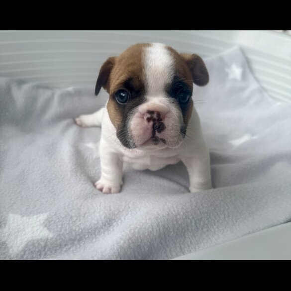 French Bulldog - Both
