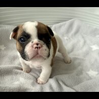 French Bulldog - Both
