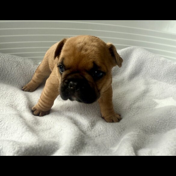 French Bulldog - Both