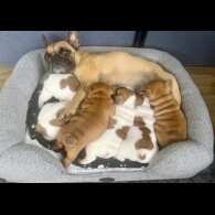 French Bulldog - Both