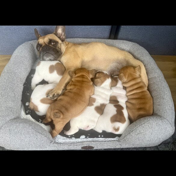 French Bulldog - Both