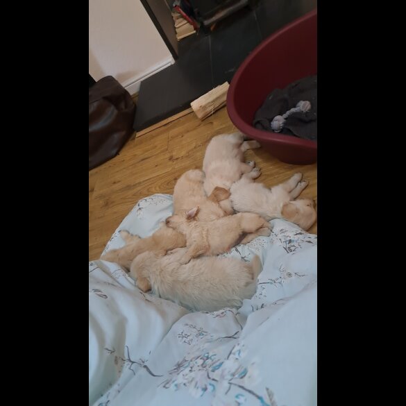 Golden Retriever - Both