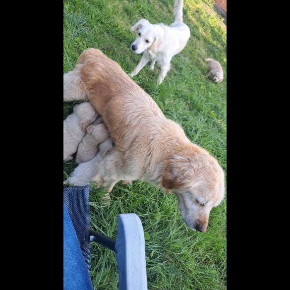 Golden Retriever - Both