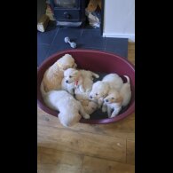 Golden Retriever - Both