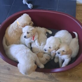Golden Retriever - Both