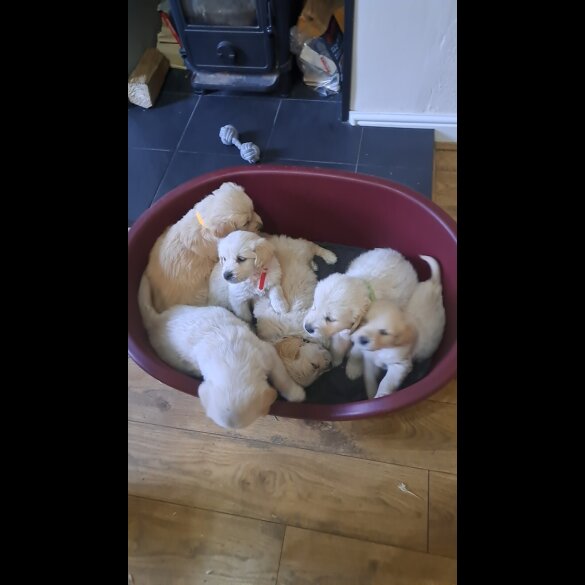 Golden Retriever - Both