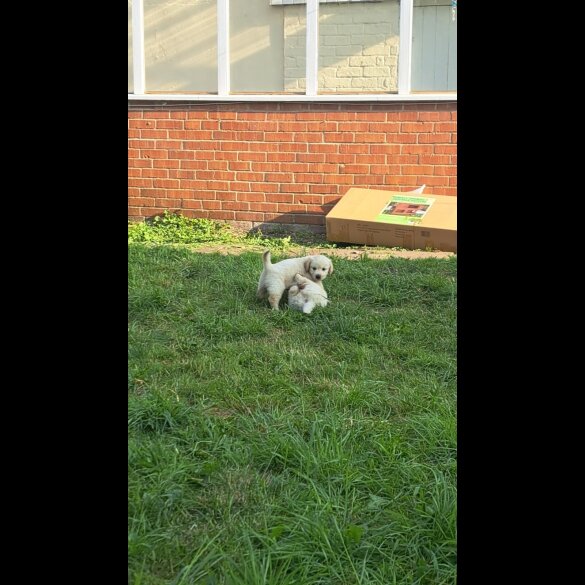 Golden Retriever - Both