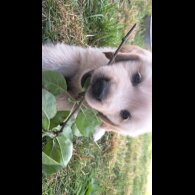 Golden Retriever - Both