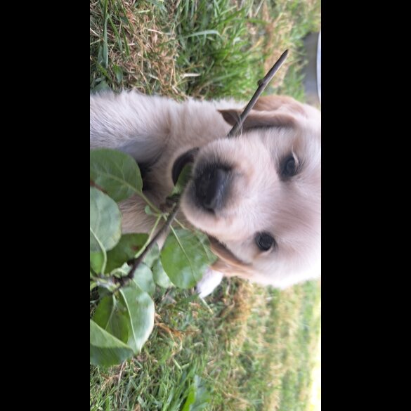 Golden Retriever - Both