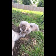 Golden Retriever - Both