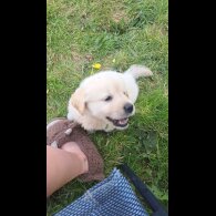 Golden Retriever - Both