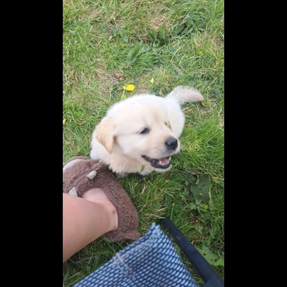 Golden Retriever - Both